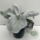 Senecio candicans Angel Wings 45-50 cm 5,0L vierkant