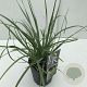 Sesleria heufleriana 35-40 cm 2,0L vierkant