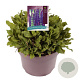 Salvia nem. 'Caradonna Compact' GM C5