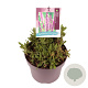 Salvia nem. Sensation Medium Pink GM C5