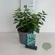 Philadelphus coronarius 50-60 cm 35L