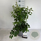 Philadelphus Pearls of Perfume 60-80 cm 6,5L