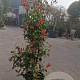 Photinia fraseri 'Red Robin' 175-200 cm 30L