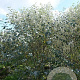 Populus alba 25 cm wortelgoed