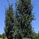 Populus tremula 'Erecta' 6-8 cm 25L beveerd 