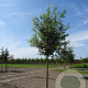 Quercus robur 40-60 cm wortelgoed struik
