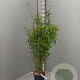 Fargesia 'Winter Joy' 125-150 cm 15L