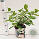 Hydrangea pan. 'Grandiflora' 30-40 cm 2,5L