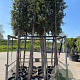 Quercus suber 14-16 HO container 125 cm stam LEIVORM