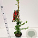 Pyracantha cocc. 'Red Column' 70-80 cm 2,5L