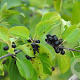 Rhamnus cathartica 40-60 cm wortelgoed struik