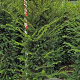 Taxus baccata 160-180 cm met kluit