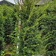 Taxus baccata 160-180 cm met kluit