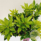 Rhododendron ponticum 40-50 cm 15L