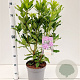 Rhododendron ponticum 40-50 cm 15L