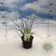 Miscanthus sin. 'Gracillimus' 30-40 cm 2,0L