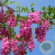 Robinia elliottii 8-10 cm 35L 225 cm stam