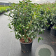 Viburnum tinus 30-40 cm 3,0L