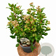 Viburnum tinus 30-40 cm 3,0L