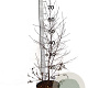 Betula pendula 50-60 cm 3,0L