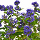 Caryopteris cland. Grand Bleu 20-40 cm 3,0L