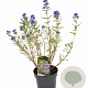 Caryopteris cland. 'Kew Blue' 30-40 cm 3,0L