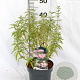 Caryopteris cland. Stephi 30-40 cm 3,0L