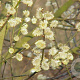 Salix caprea 200-250 cm 35L solitair meerstammig