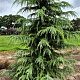 Cedrus deodara 275-300 cm draadkluit