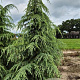 Cedrus deodara 275-300 cm draadkluit