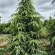 Cedrus deodara 275-300 cm draadkluit
