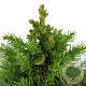 Cryptomeria j. 'Monstrosa Nana' 25-30 cm 3,5L