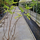 Salix nigra 125-150 cm 10L