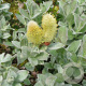 Salix repens nitida 40-60 cm wortelgoed struik