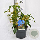 Hedera colchica 'Fall Favourite' 25-30 cm 3,0L