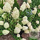 Hydrangea pan. 'Polar Bear' 30-40 cm 3,0L