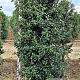 Ilex aquipernyi Dragon Lady 160-180 cm draadkluit