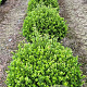 Ilex crenata 'Caroline Upright' 65 cm draadkluit bol