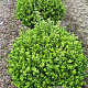 Ilex crenata 'Caroline Upright' 65 cm draadkluit bol