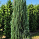 Juniperus s. 'Blue Arrow' 200-225 cm draadkluit extra