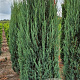 Juniperus s. 'Blue Arrow' 200-225 cm draadkluit extra