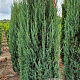 Juniperus s. 'Blue Arrow' 225-250 cm draadkluit extra