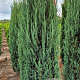 Juniperus s. 'Blue Arrow' 225-250 cm draadkluit extra