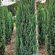 Juniperus s. 'Blue Arrow' 225-250 cm draadkluit extra