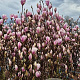 Magnolia soulangeana 150-175 cm draadkluit extra