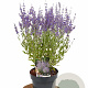 Perovskia atripl. 'Prime Time' 40-50 cm 3,0L