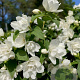 Philadelphus 'Manteau d'Hermine' 25-30 cm 2,0L
