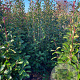 Photinia fraseri 'Red Robin' 150-175 cm met kluit