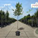 Photinia fraseri 'Red Robin' 150-175 cm met kluit