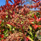 Photinia fraseri 'Red Robin' 150-175 cm met kluit